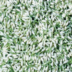 Jasmine Auriculatum (Absolute)